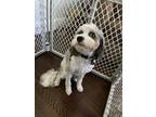 Adopt River a Gray/Blue/Silver/Salt & Pepper Cavapoo / Mixed dog in Wesley