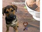 Adopt Sundae Puppy - Chocolate a Black - with Tan, Yellow or Fawn German
