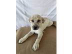 Adopt Ramen a White - with Red, Golden, Orange or Chestnut Great Pyrenees /