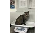 Adopt Mocha a Domestic Shorthair / Mixed cat in Birdsboro, PA (41511965)