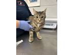 Adopt Matcha a Domestic Shorthair / Mixed cat in Birdsboro, PA (41511964)