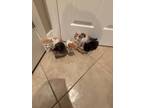 Adopt 5 kittens a Calico or Dilute Calico Manx / Mixed (short coat) cat in