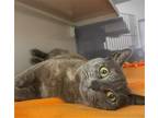 Adopt MEREDITH a Gray or Blue Domestic Mediumhair / Mixed (medium coat) cat in