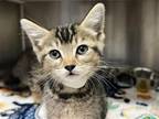 Adopt LYNDIE a Domestic Mediumhair / Mixed (medium coat) cat in Tustin