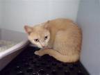 Adopt UNKNOWN a Orange or Red Domestic Shorthair / Mixed (short coat) cat in