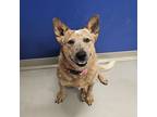 Adopt Pickles a Red/Golden/Orange/Chestnut - with White Australian Cattle Dog /