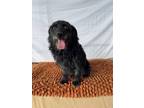 Adopt Weni a Black Schnoodle / Terrier (Unknown Type, Small) / Mixed dog in