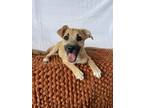 Adopt Trip a Tan/Yellow/Fawn Terrier (Unknown Type, Small) / Mixed dog in