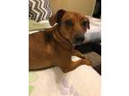 Adopt Dude a Brown/Chocolate - with White Dachshund / Mixed dog in McKinney