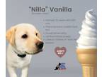Adopt Sundae Puppy- Vanilla a White - with Tan, Yellow or Fawn German Shepherd
