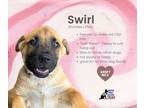 Adopt Sundae Puppy- Swirl a Tan/Yellow/Fawn - with Black German Shepherd Dog /