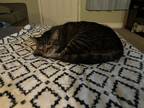Adopt MAXX AND MIKEY a Brown Tabby American Shorthair / Mixed (short coat) cat