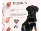 Adopt Sundae Puppy- Stawberry a Black - with Brown, Red, Golden