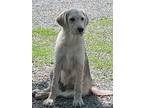 Adopt Sheba a Tan/Yellow/Fawn - with Black Great Pyrenees / Shepherd (Unknown