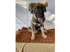 Adopt Fluffy a Brown/Chocolate - with Black German Shepherd Dog / Husky / Mixed