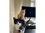 Adopt Ren & Ino a Black & White or Tuxedo Tabby / Mixed (medium coat) cat in Los