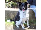 Adopt Joey a White - with Black Border Collie / Pointer / Mixed dog in Harrison