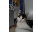 Adopt Ponyo a Calico or Dilute Calico Calico / Mixed (short coat) cat in Garden