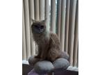 Adopt Tabby a Tan or Fawn Tabby American Bobtail / Mixed (medium coat) cat in