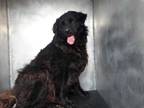 Adopt BLACKY a Black Flat-Coated Retriever / Mixed dog in San Antonio