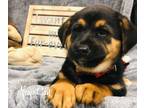 Adopt Sundae Puppy- Neapolitan a Black - with Tan, Yellow or Fawn German