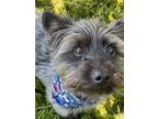 Adopt Taz a Gray/Blue/Silver/Salt & Pepper Morkie / Mixed dog in New York