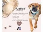Adopt Sundae Puppy- Coffee a Brown/Chocolate - with Tan German Shepherd Dog /