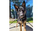 Adopt Kato a German Shepherd Dog / Mixed dog in Richmond, BC (41511439)