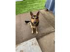 Adopt Cash a Brown/Chocolate - with Black German Shepherd Dog / Mixed dog in