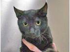 Adopt Damian* a All Black Domestic Shorthair cat in Wildomar, CA (41511428)