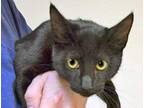Adopt Wayne* a All Black Domestic Shorthair cat in Wildomar, CA (41511427)