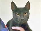 Adopt Bruce* a All Black Domestic Shorthair cat in Wildomar, CA (41511426)