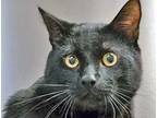 Adopt Nightwing* a All Black Domestic Shorthair (short coat) cat in Wildomar