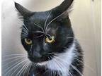 Adopt Piper a All Black Domestic Shorthair cat in Wildomar, CA (41511422)