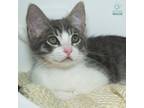 Adopt Apollo a Domestic Shorthair / Mixed (short coat) cat in Shoreline