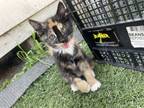 Adopt Mittens a Calico or Dilute Calico Domestic Shorthair / Mixed (short coat)