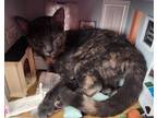 Adopt Millie a Gray or Blue Domestic Shorthair / Mixed (short coat) cat in
