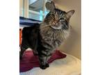 Adopt Meeko a Maine Coon / Mixed cat in Oakland, CA (41511397)