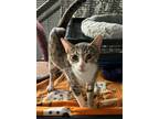 Adopt Amber a Brown Tabby Domestic Shorthair (short coat) cat in Painted Post