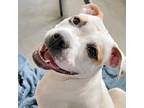 Adopt Sugar Plum a American Pit Bull Terrier / Mixed dog in Des Moines