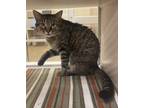 Adopt Arlo a Domestic Shorthair / Mixed cat in Lincoln, NE (41507818)