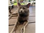 Adopt Wanderlust a Domestic Shorthair / Mixed cat in Atascadero, CA (41486079)