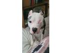Adopt Odin a Brindle - with White American Pit Bull Terrier / American