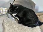 Adopt Dora a Black (Mostly) Bombay / Mixed (short coat) cat in Clayton