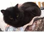 Adopt George a Domestic Shorthair / Mixed cat in Castlegar, BC (41510326)