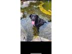 Adopt Jay a Black Labrador Retriever / Mixed dog in Asheboro, NC (41511450)