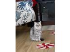 Adopt Midnight a Gray or Blue Scottish Fold / Mixed (medium coat) cat in Fort