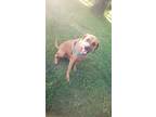 Adopt Maggie a Brown/Chocolate - with White Rhodesian Ridgeback / Boxer / Mixed
