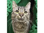 Adopt Dora a Domestic Shorthair / Mixed cat in Santa Rosa, CA (41511365)