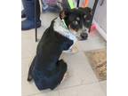 Adopt Gem* a Tricolor (Tan/Brown & Black & White) Australian Cattle Dog dog in